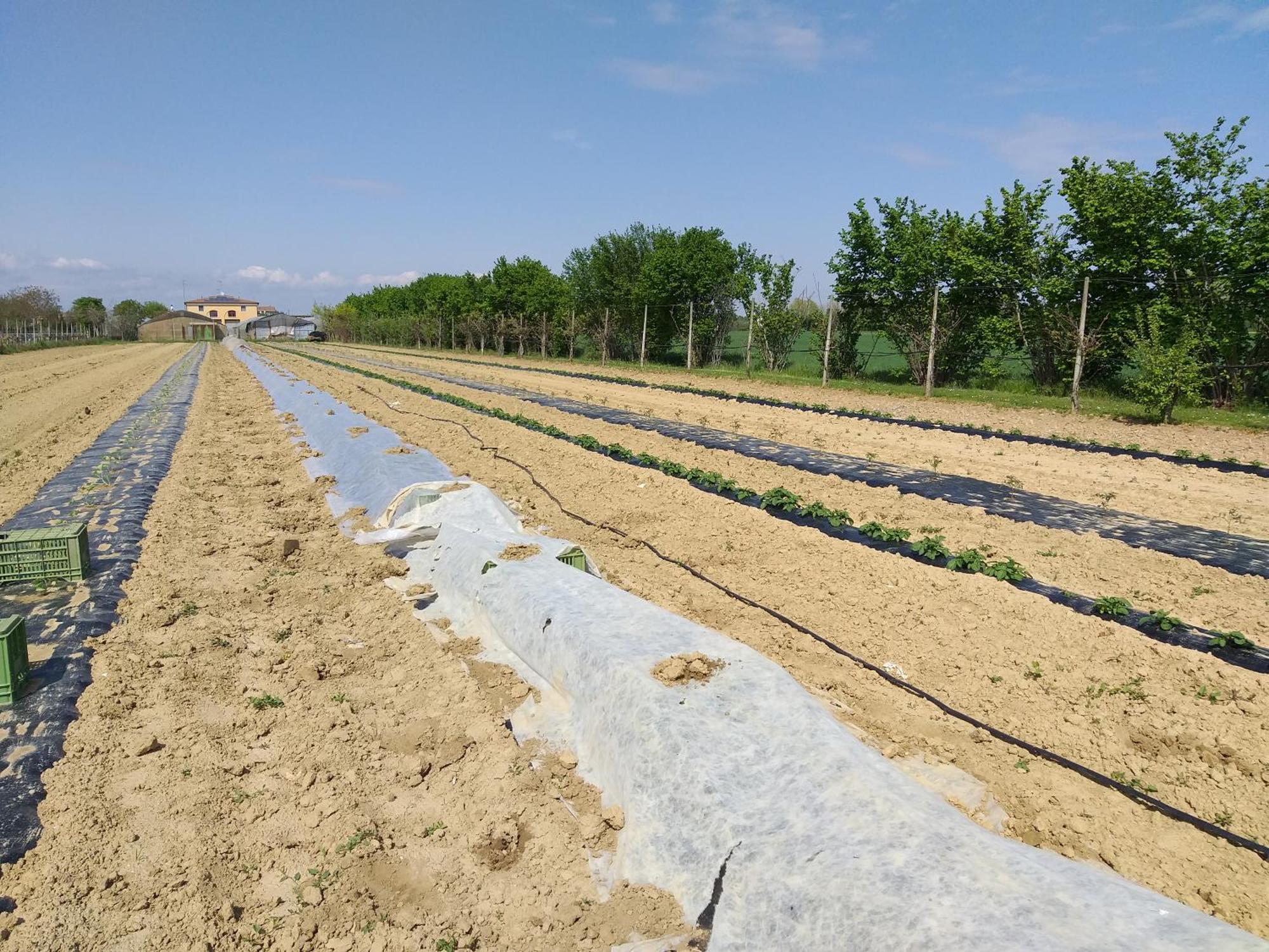 Agriturismo Il Melograno Tessera Kültér fotó